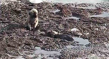 İtfaiyeden yürek ısıtan kurtarma operasyonu: Yavru köpekler annelerine kavuştu