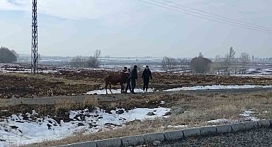 Kazada firar eden inek kendiliğinden geri döndü