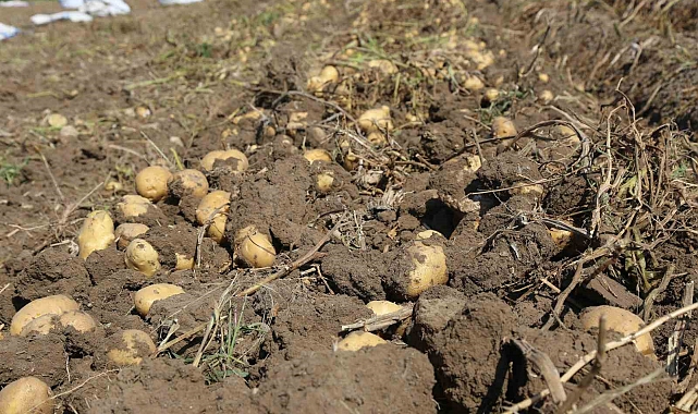 Konya Şeker'den üreticilere patates bedeli ödemesi
