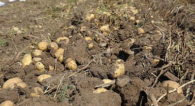 Konya Şeker'den üreticilere patates bedeli ödemesi