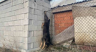 Mamak Belediyesi'nin barınağında köpeklere işkence iddiası