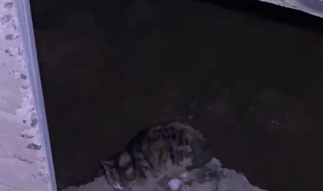 Sivas'ta köprü ayağında mahsur kalan kedi kurtarıldı