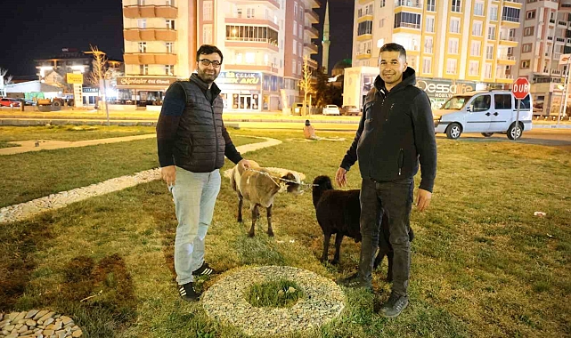 Kamyonetten yola düşen "Mor Karaman" ırkı koyunlar kaderine terk edildi