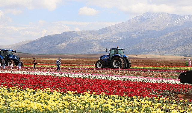 Karaman Atlas Lale Tarlası Konum