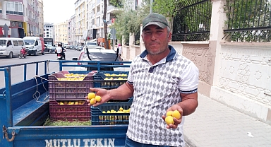 Kayısıda ilk hasat yapıldı: 500 TL'den alıcı buldu