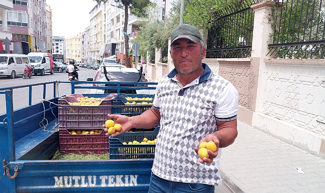 Kayısıda ilk hasat yapıldı: 500 TL'den alıcı buldu