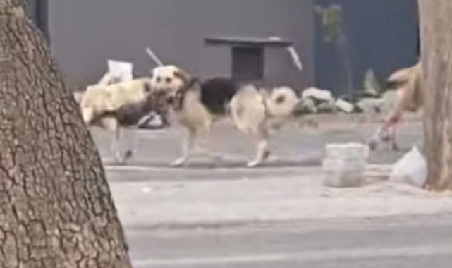Konya'da sahipsiz köpekler kediyi parçaladı