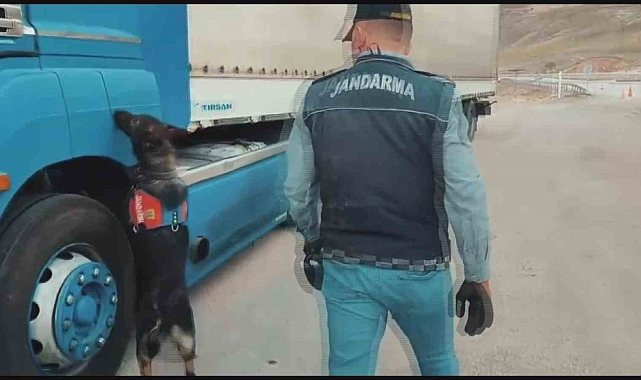 Sigara kaçakçıları tütün tespit köpeğinden kaçamadı