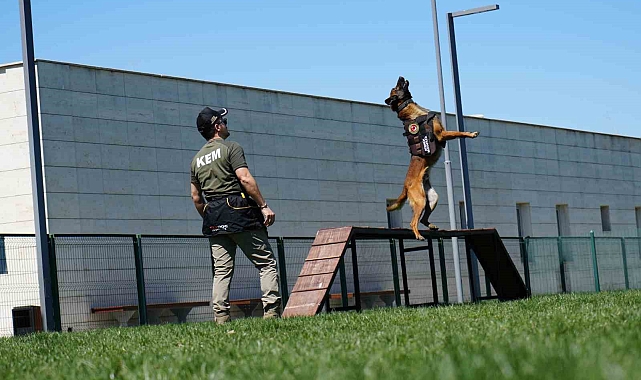 Sınırların gizli kahramanı hassas burun köpekler böyle eğitiliyor