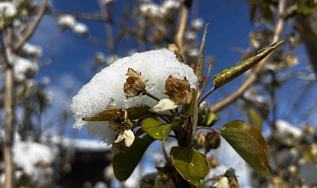 Soğuk hava ve yağışlar meyveyi olumsuz etkiledi, hububata can suyu oldu