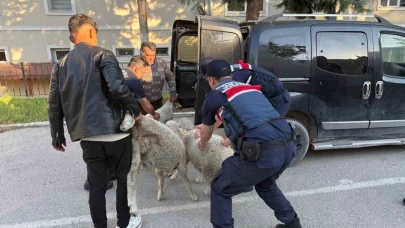 Ankara’da koyun hırsızı yakalandı