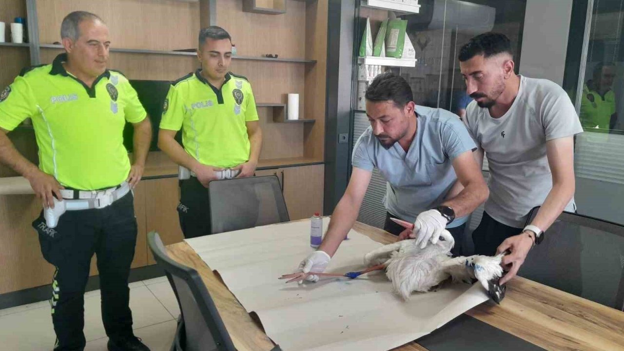 Yaralı leyleğe polisten şefkat eli