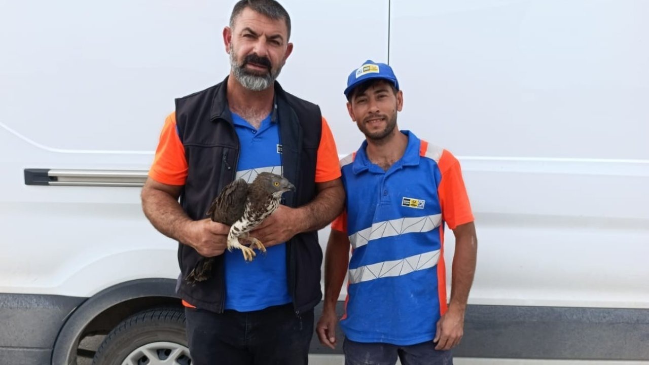 Karapınar’da yaralı kızıl şahine şefkat eli