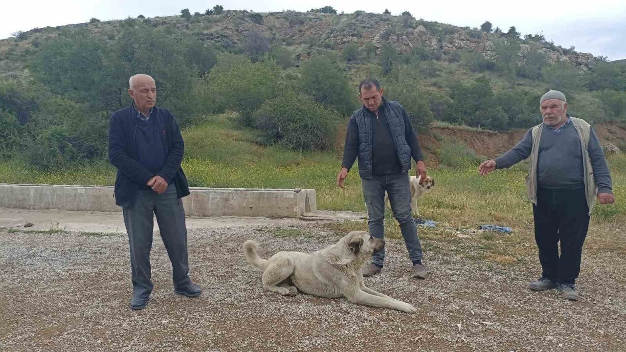 Başıboş köpekler buzağıyı parçaladı, sahiplerine saldırdı