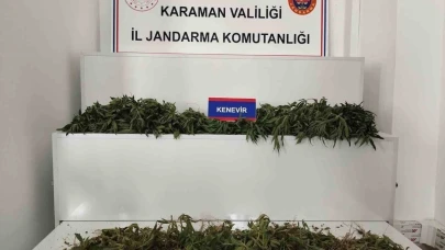 Karaman’da 698 adet kök kenevir ele geçirildi