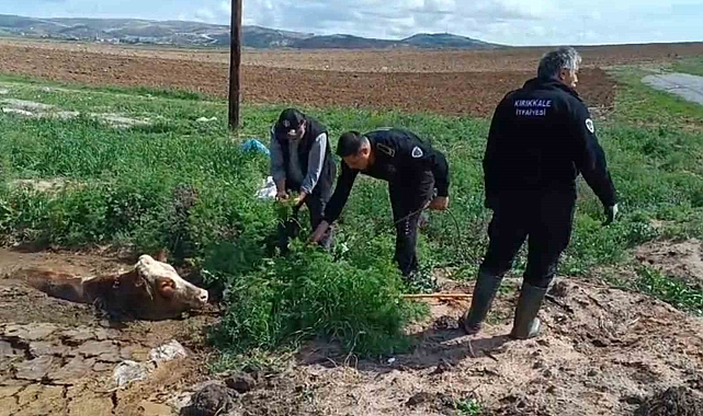 Kırıkkale'de bataklığa saplanan ineği itfaiye kurtardı