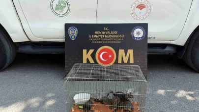 Konya’da yasadışı sincap ticaretine operasyon