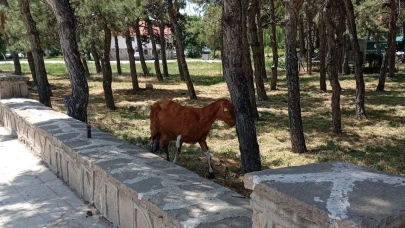 Konya'da Kurbanlık Keçilerin Firarı Sahiplerine Zor Anlar Yaşattı