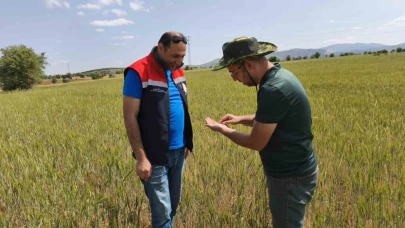 Konya Beyşehir'de Ekinler Yakın Takipte