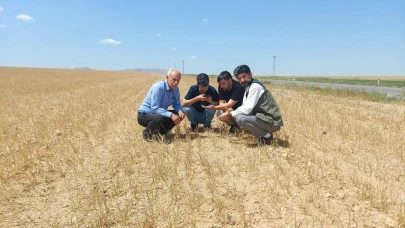 Kulu’da hububatı kuraklık vurdu