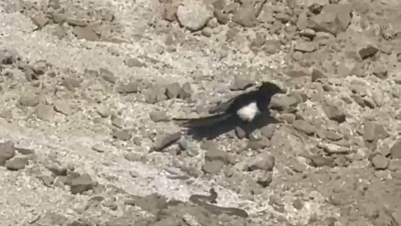Yılanın karga ve kartalla mücadelesi kameralara yansıdı