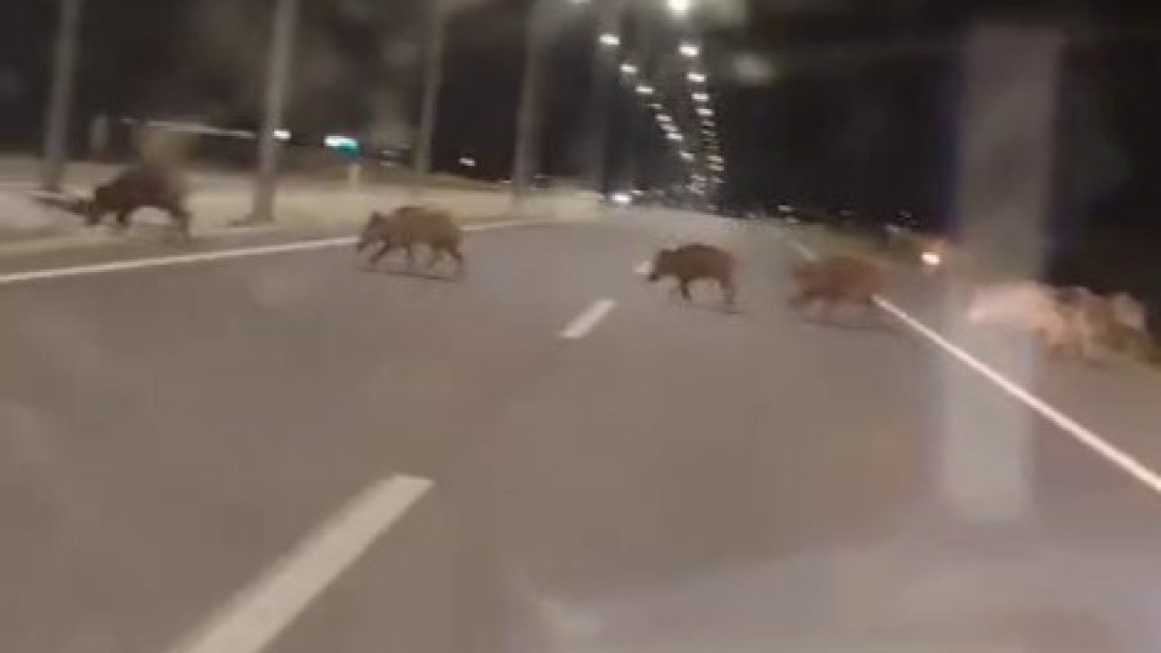 Kara yoluna çıkan yaban domuzları sürücülerin korkulu rüyası