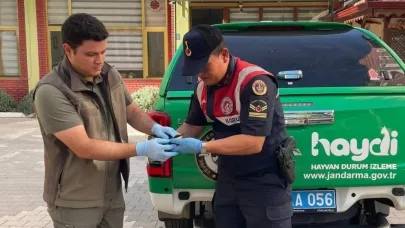 Yaralı arı kuşu koruma altına alındı