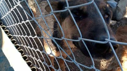 Yozgat’ta köpeğe şiddet uygulayan şahıs gözaltına alındı