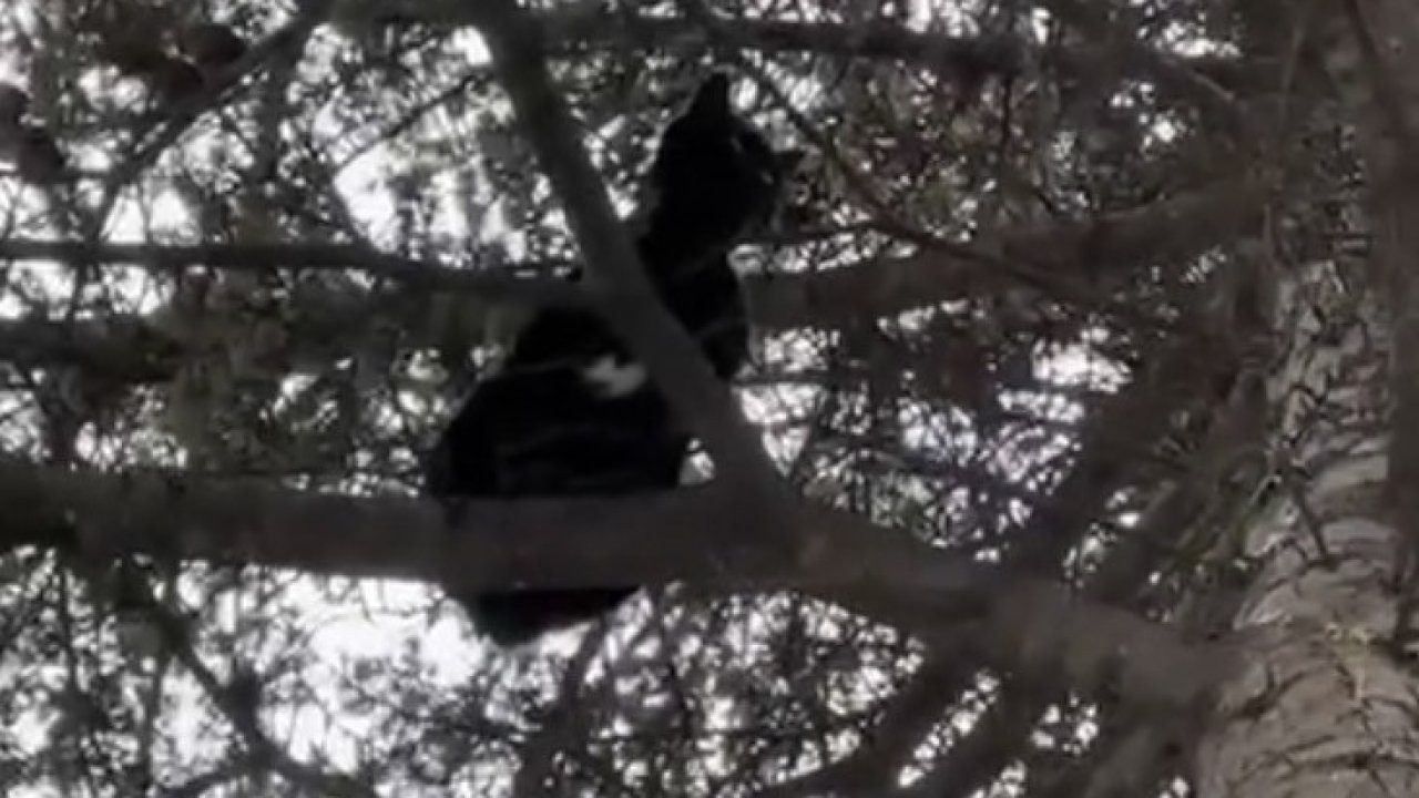 Ağaçta mahsur kalan kedi, itfaiye ekiplerince kurtarıldı