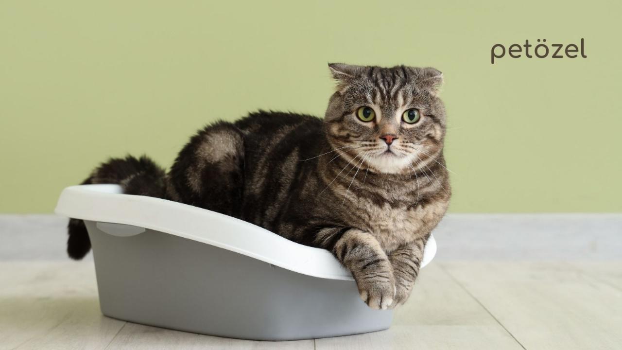 Kediler ve Kedi Kumu: Minik Dostlarımızın Hijyen Sırları