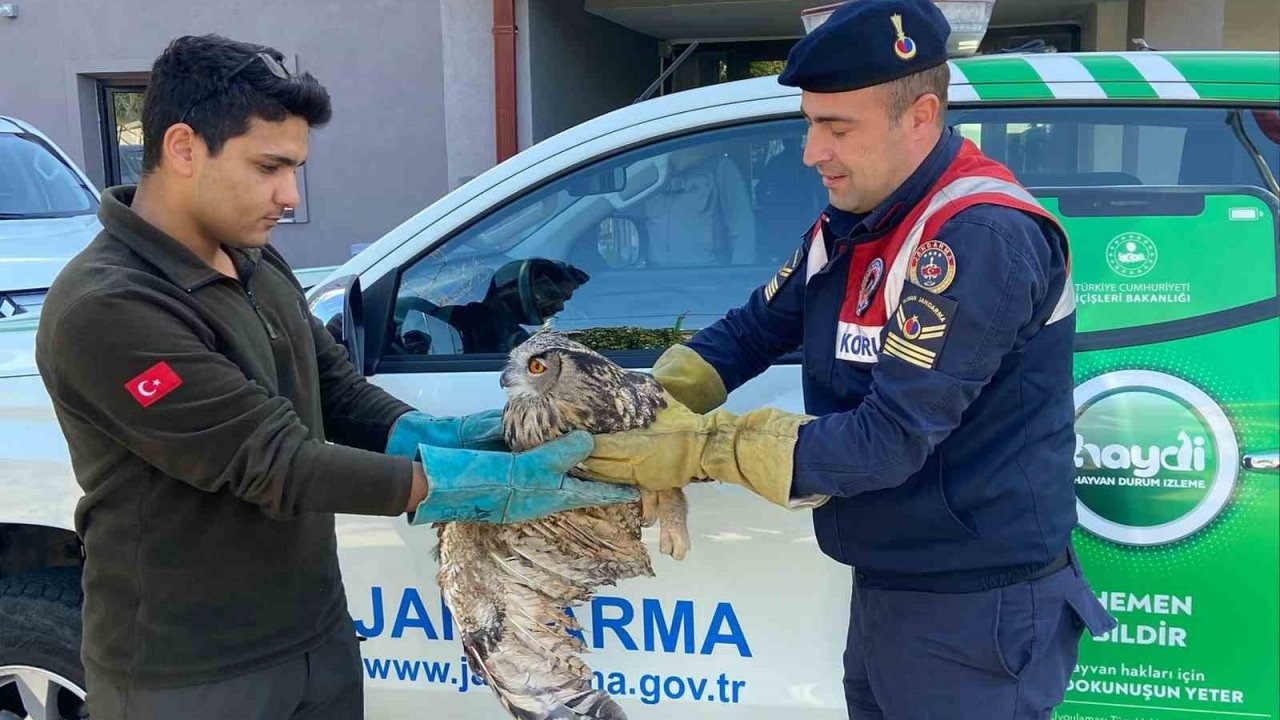 Kırıkkale’de yaralı puhu kuşu tedaviyle yaşama döndü
