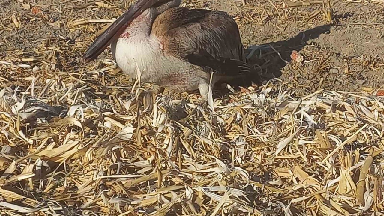 Yaralı pelikana vatandaşlardan yardım eli
