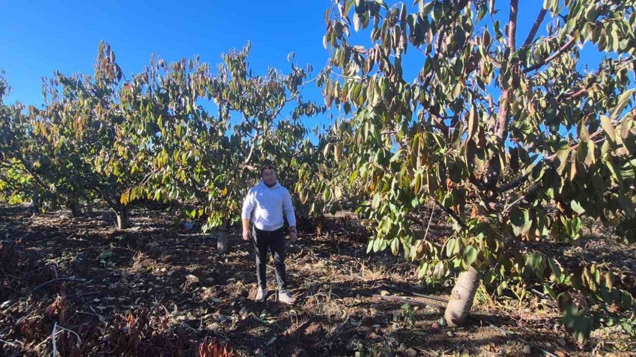 Zirai dondan etkilenen kiraz üreticisinden devlete destek teşekkürü