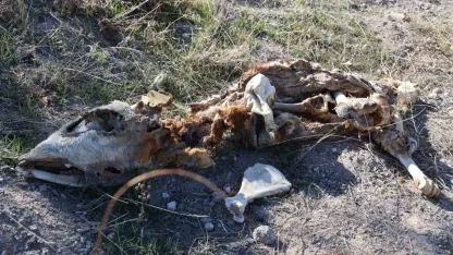 Nevşehir’de boş araziye atılmış 8 buzağı kadavrası bulundu