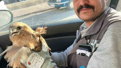 Kırşehir’de yaralı halde bulunan şahin tedavi altına alındı