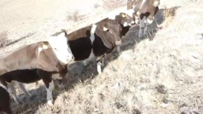 Firar eden inekleri jandarma ekipleri buldu