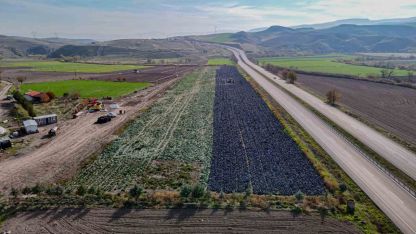 Beypazarı’nda mor lahana hasadı sürüyor