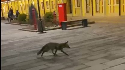 Eskişehir garında tren beklerken gördükleri tilki karşısından hayrete düştüler