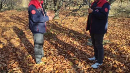 Akşehir kirazında saha incelemeleri devam ediyor