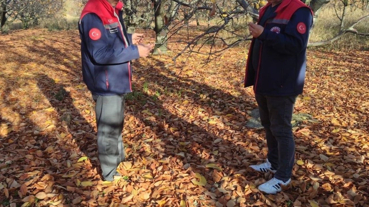 Akşehir kirazında saha incelemeleri devam ediyor