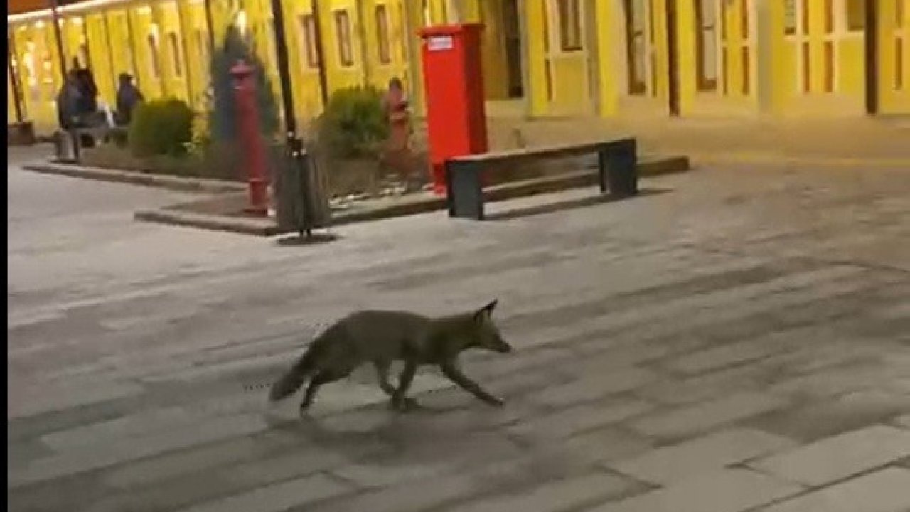 Eskişehir garında tren beklerken gördükleri tilki karşısından hayrete düştüler