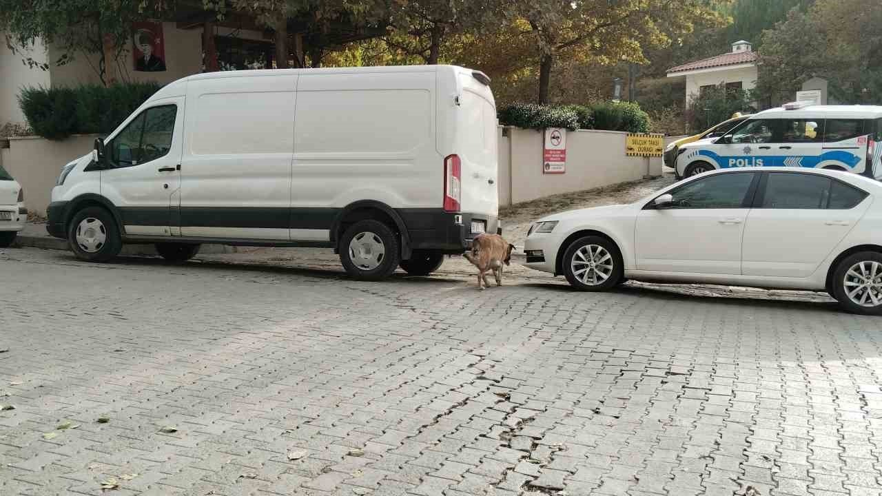 Sokak köpekleri ilçenin kabusu oldu: Otomobile 108 bin TL’lik zarar verdiler