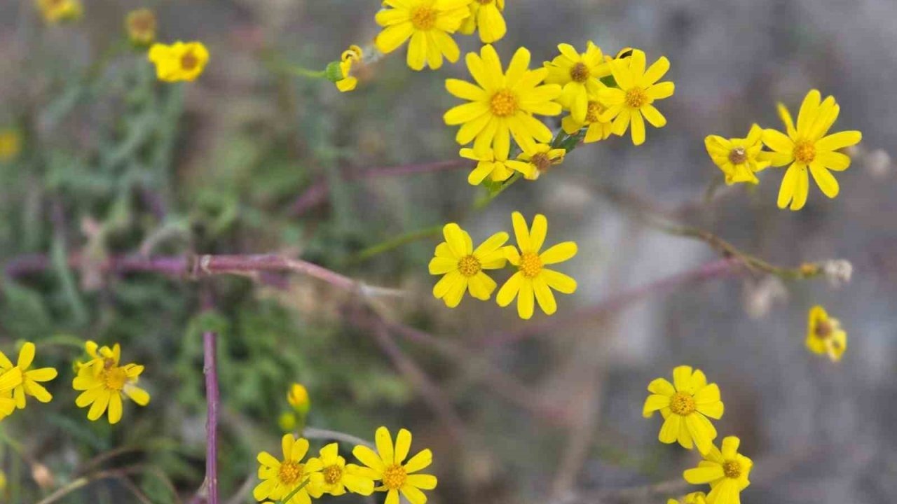 Yozgat’a kış gelmeden bahar geldi, kır çiçekleri açtı