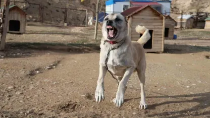Kangallar kış modunu açtı, kar yağışını beklemeye başladı