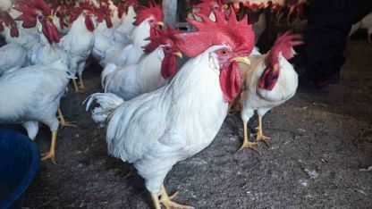 Hobiydi, iş oldu, 3 yılda 850 etlik horoz yetiştirdi