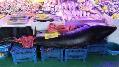 280 kiloluk orkinos vatandaşları hayrete düşürüyor