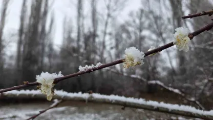 15 gün önce çiçek açan erik ağaçları kar altında kaldı