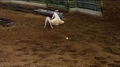 Karapınar ilçesinde  sokak köpeklerinin saldırdığı koyun telef oldu