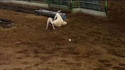 Karapınar ilçesinde  sokak köpeklerinin saldırdığı koyun telef oldu