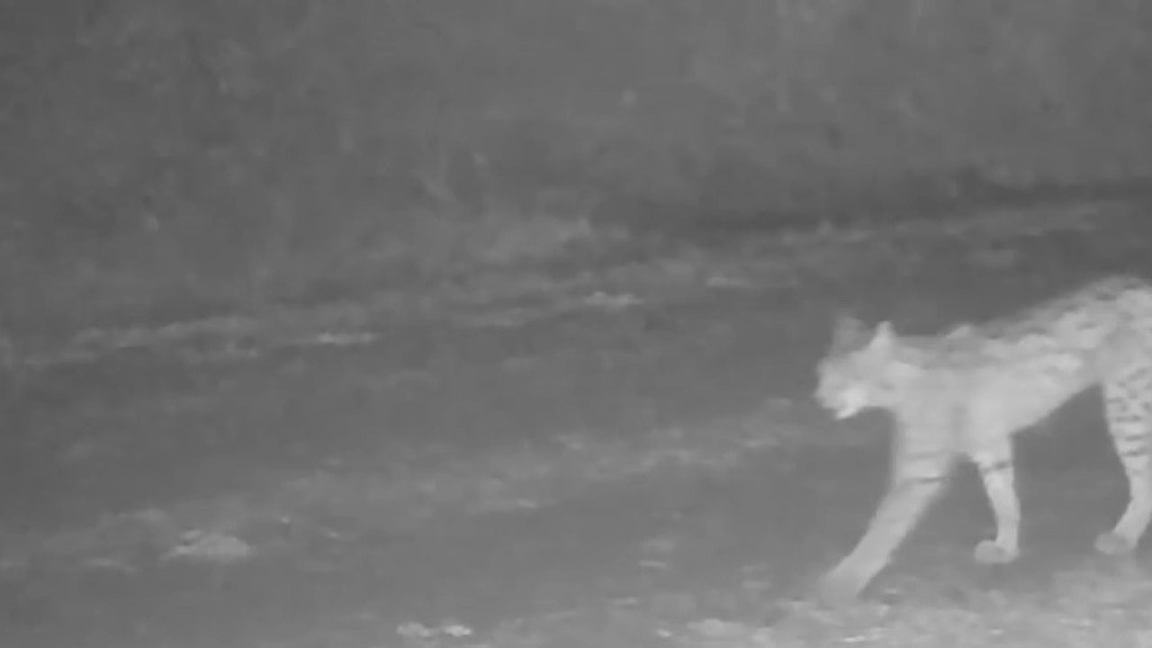 Çankırı’da vaşak görüntülendi